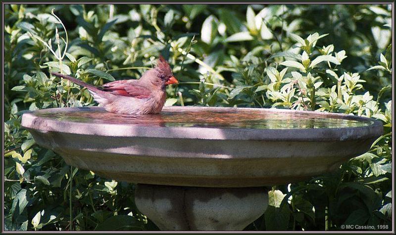 July Birds -- cardinals --> Northern Cardinal; DISPLAY FULL IMAGE.
