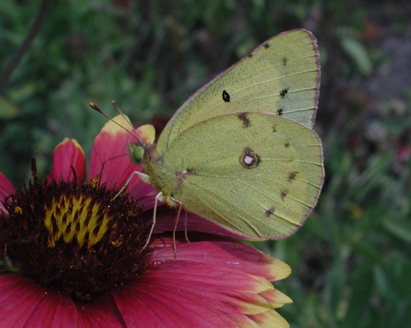 Common Sulphur; DISPLAY FULL IMAGE.