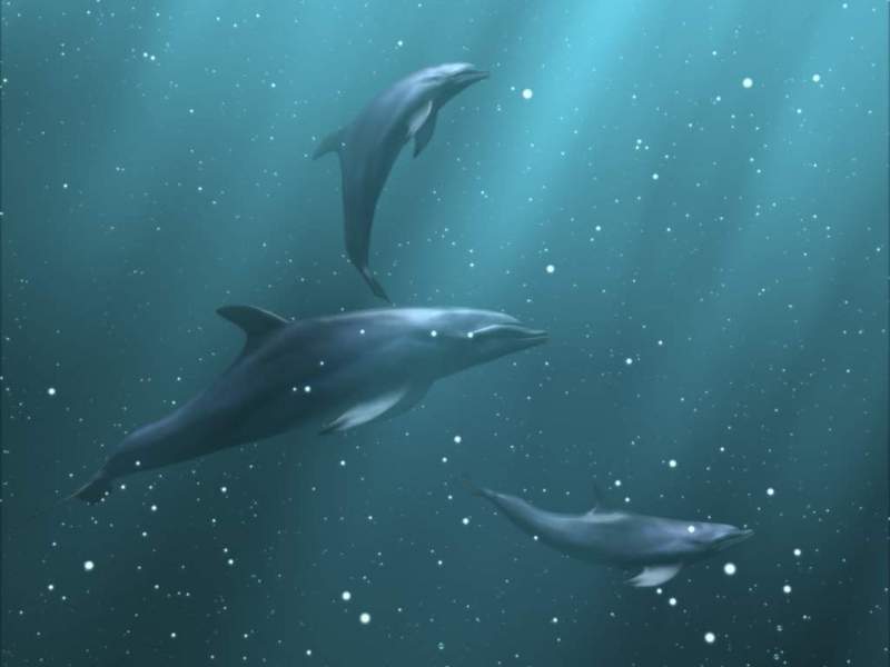 Re: Whales and dolphins; DISPLAY FULL IMAGE.
