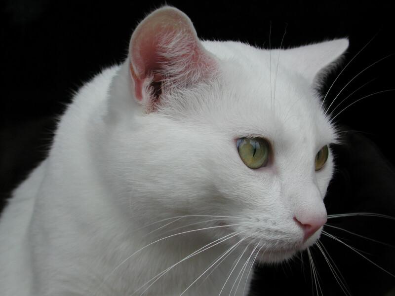 Spot ,looking out the window.; DISPLAY FULL IMAGE.