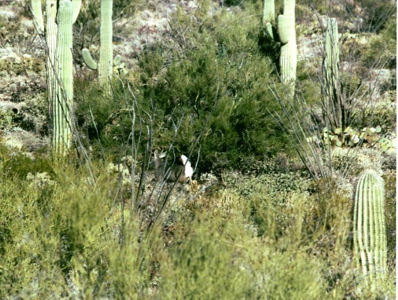Deer; DISPLAY FULL IMAGE.