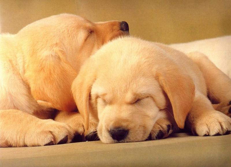 Labradors - first scans_____Picture 01 of 13 - dogs1.jpg; DISPLAY FULL IMAGE.