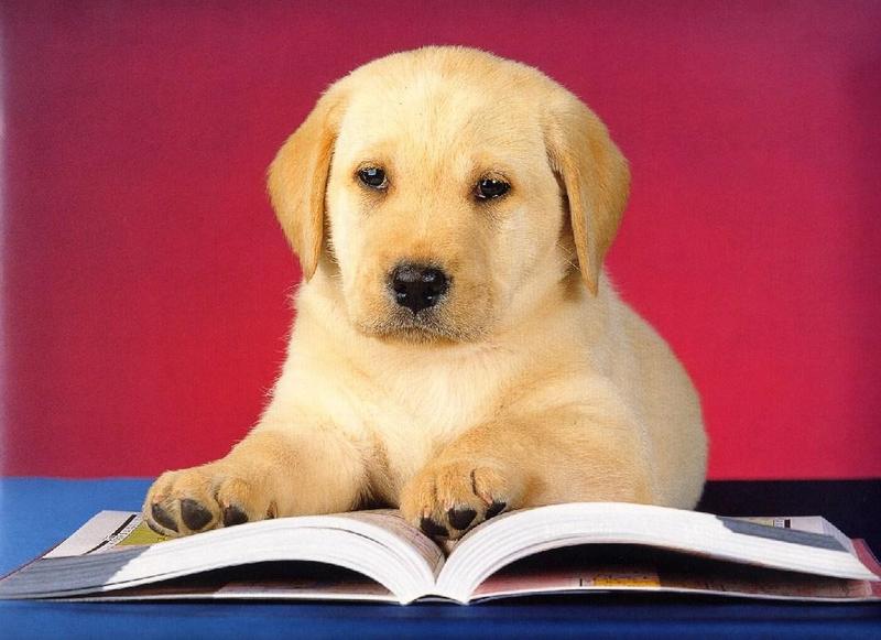 Labradors - first scans_____Picture 10 of 13 - dogs6.jpg; DISPLAY FULL IMAGE.