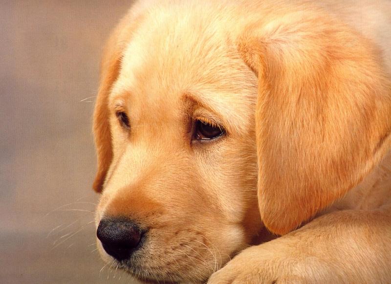 Labradors - dogs9.jpg; DISPLAY FULL IMAGE.