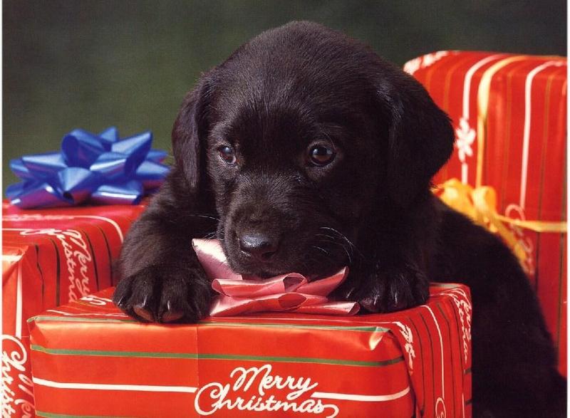 Labradors - first scans_____Picture 03 of 13 - dogs11.jpg; DISPLAY FULL IMAGE.
