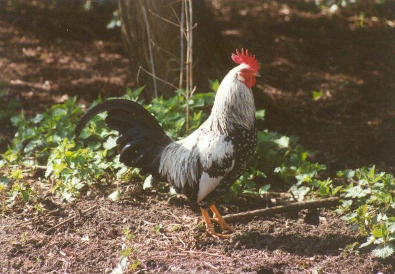 Amstelpark cocks and chickens - cock16.jpg; DISPLAY FULL IMAGE.