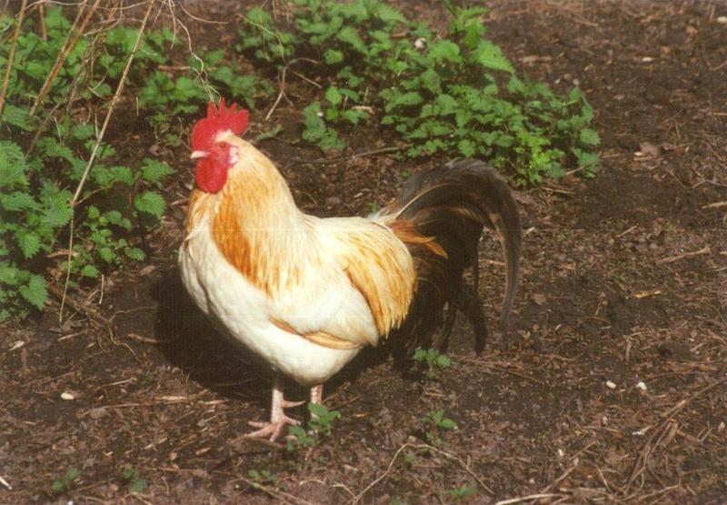 Amstelpark cocks and chickens - cock17.jpg; DISPLAY FULL IMAGE.