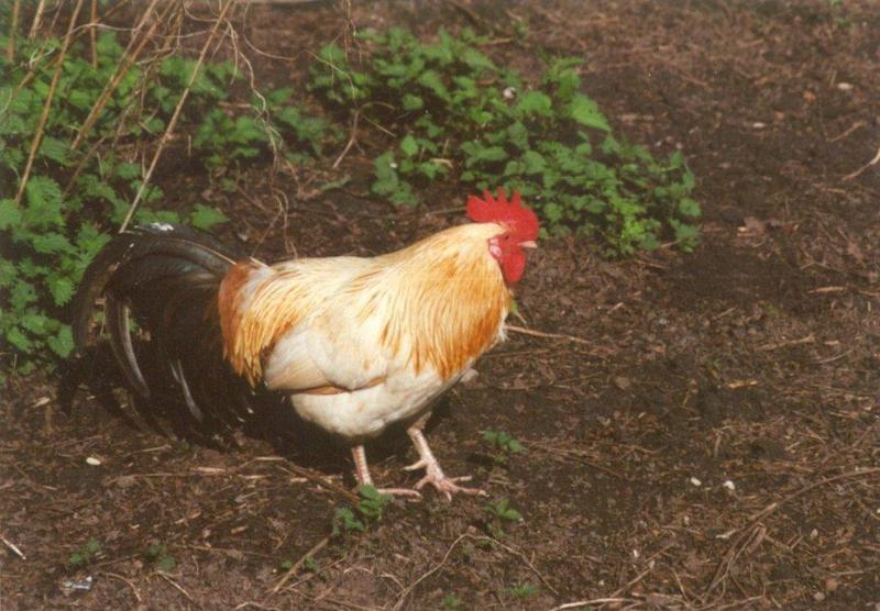 Amstelpark cocks and chickens - cock18.jpg; DISPLAY FULL IMAGE.