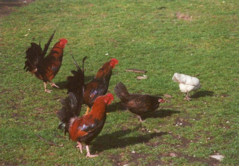 Amstelpark cocks and chickens - cocks_and_chickens3.jpg; DISPLAY FULL IMAGE.