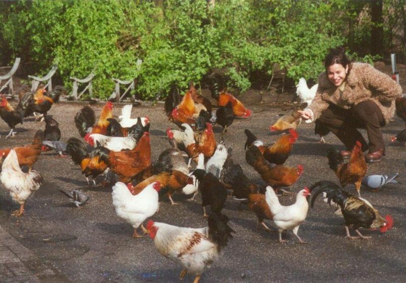 Amstelpark cocks and chickens - cocks_and_chickens5.jpg; DISPLAY FULL IMAGE.