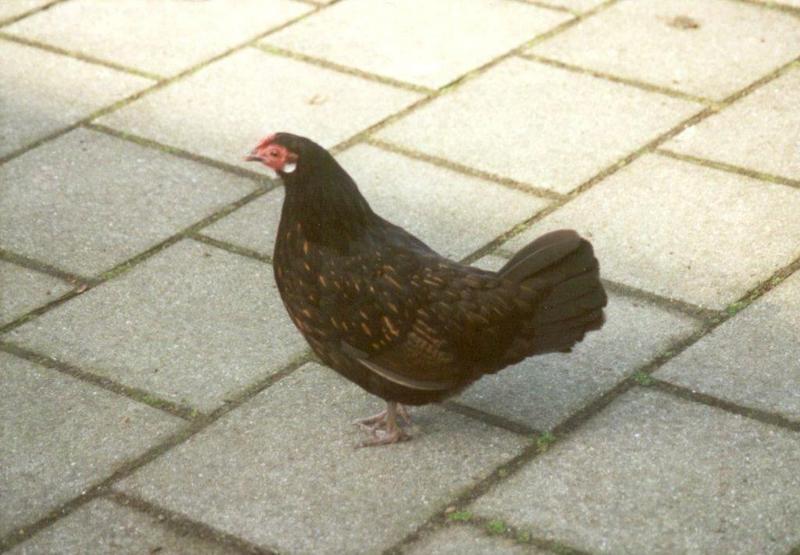 Amstelpark cocks and chickens - chicken2.jpg; DISPLAY FULL IMAGE.