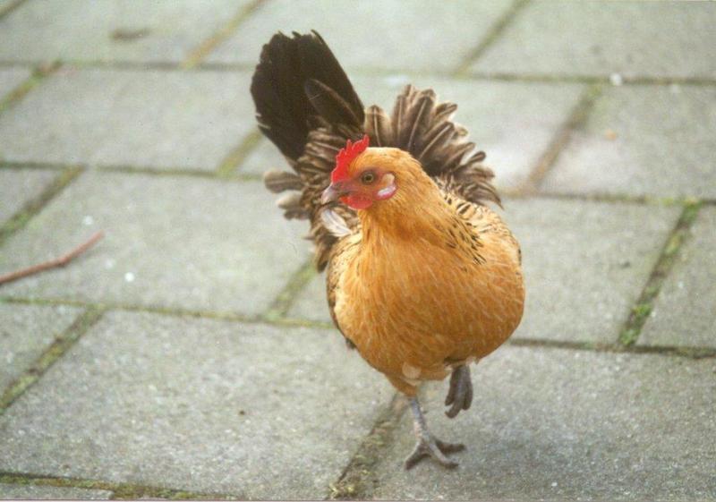 Amstelpark cocks and chickens - chicken4.jpg; DISPLAY FULL IMAGE.