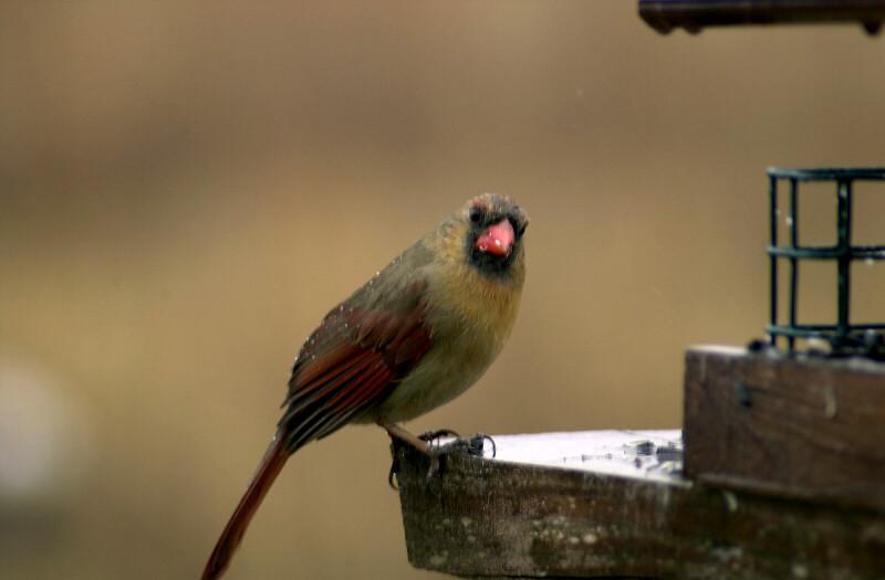 this mornings red birds...4; DISPLAY FULL IMAGE.
