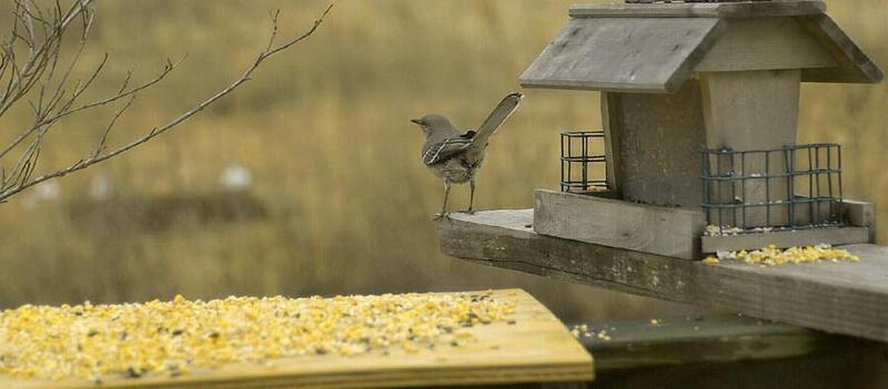 Feeding Time...; DISPLAY FULL IMAGE.