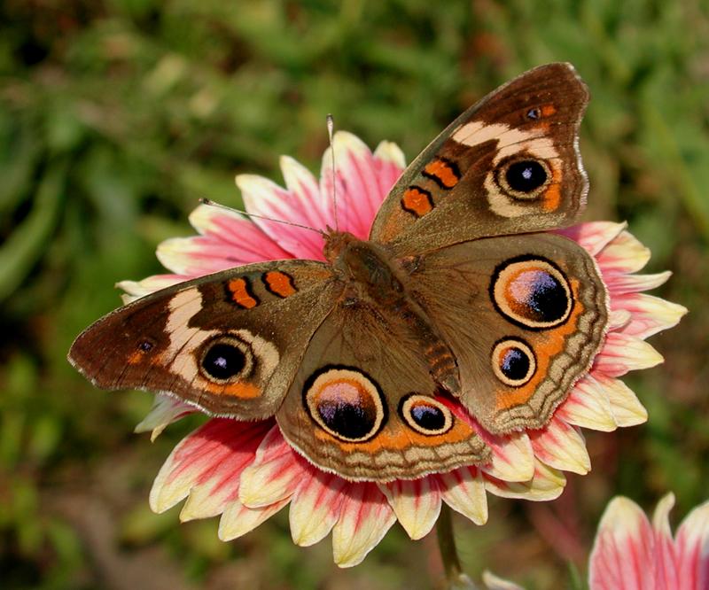 Buckeye Butterfly; DISPLAY FULL IMAGE.