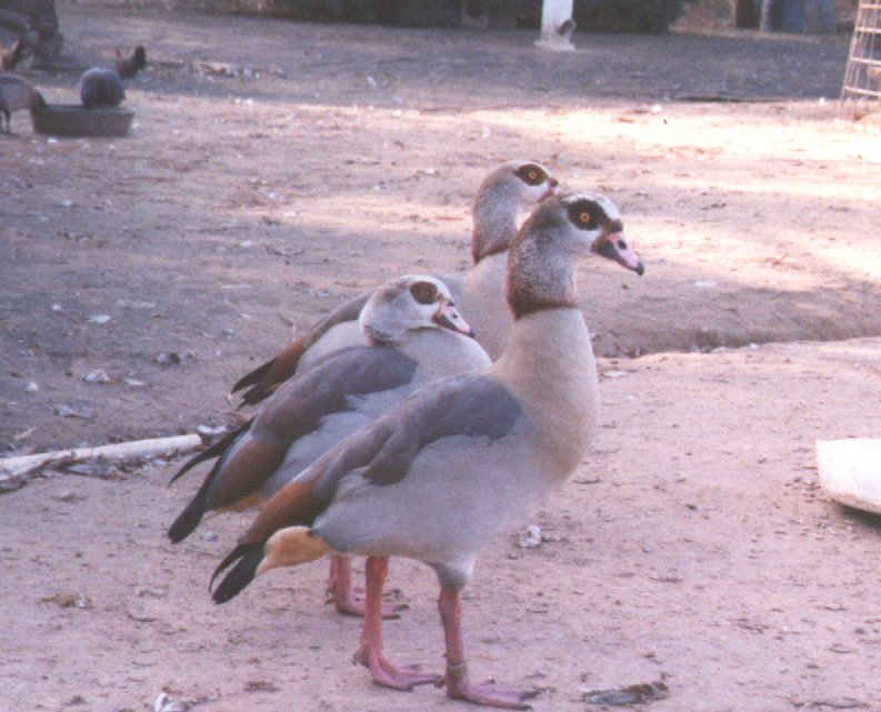 Egyptian Geese - Egyptian goose (Alopochen aegyptiacus); DISPLAY FULL IMAGE.