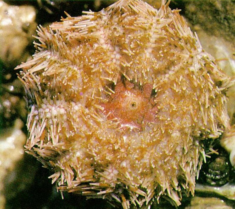 Far Eastern Violet Sea Urchin (보라성게); DISPLAY FULL IMAGE.