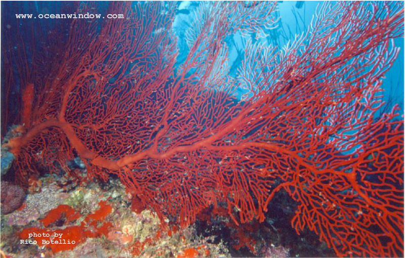 A huge Seafan shot in Fiji; DISPLAY FULL IMAGE.