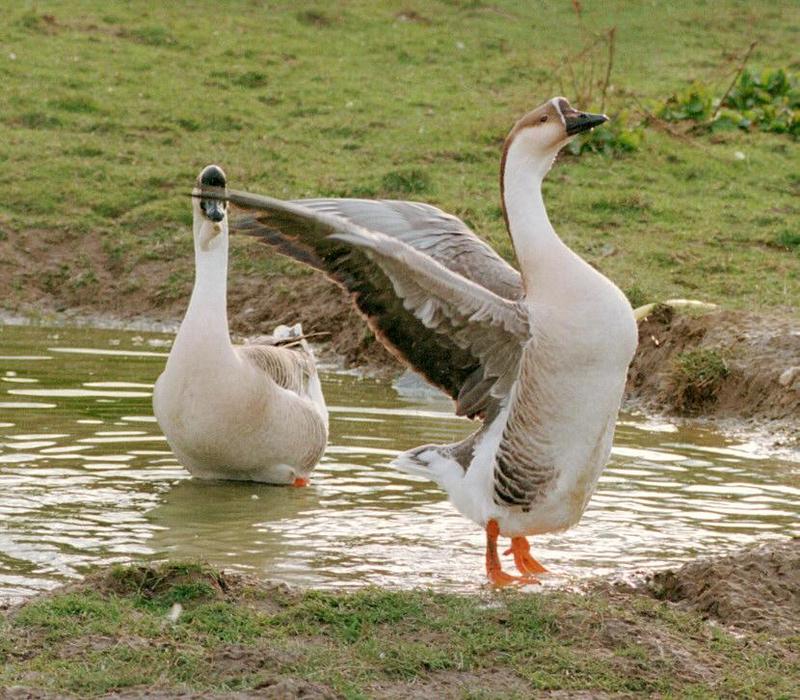 Testing my new camera + new film - colorful geese in Kruezen Animal park; DISPLAY FULL IMAGE.
