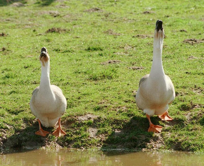 Haven't posted birds for some time - here's the Kruezen Animal Park burglar alarm :-); DISPLAY FULL IMAGE.