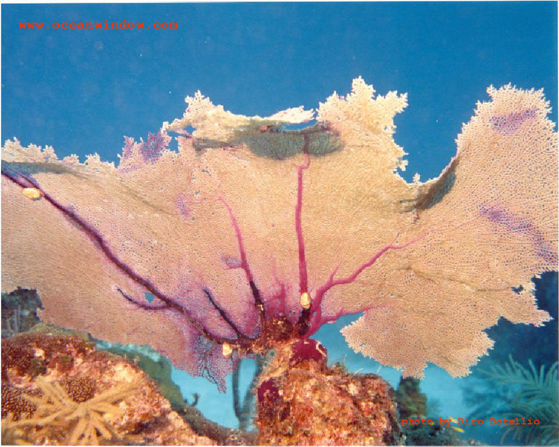 Awesome shot of a Seafan from Grang Turk; DISPLAY FULL IMAGE.
