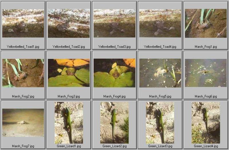 Frogs and Lizards from Greece - Read this first - Frogs and Lizards Index.jpg; DISPLAY FULL IMAGE.