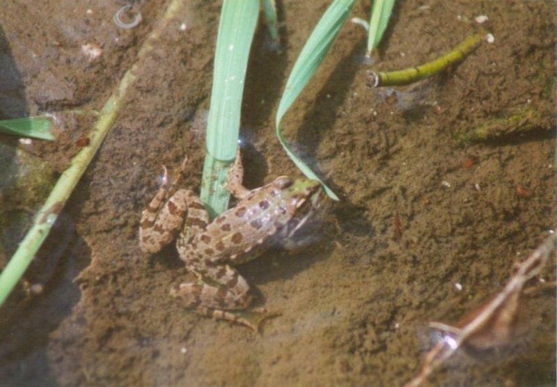 Frogs and Lizards from Greece - Marsh_Frog1.jpg; DISPLAY FULL IMAGE.