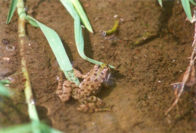 Frogs and Lizards from Greece - Marsh_Frog2.jpg; DISPLAY FULL IMAGE.