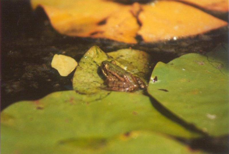 Frogs and Lizards from Greece - Marsh_Frog3.jpg; DISPLAY FULL IMAGE.