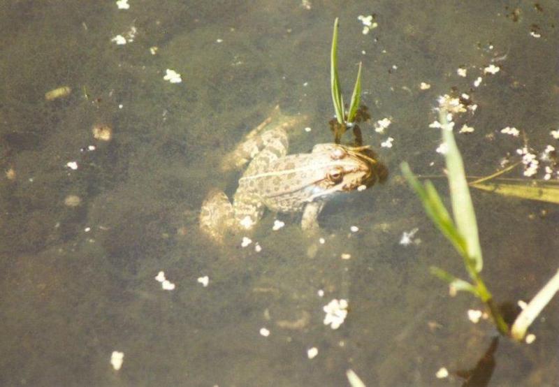 Frogs and Lizards from Greece - Marsh_Frog5.jpg; DISPLAY FULL IMAGE.