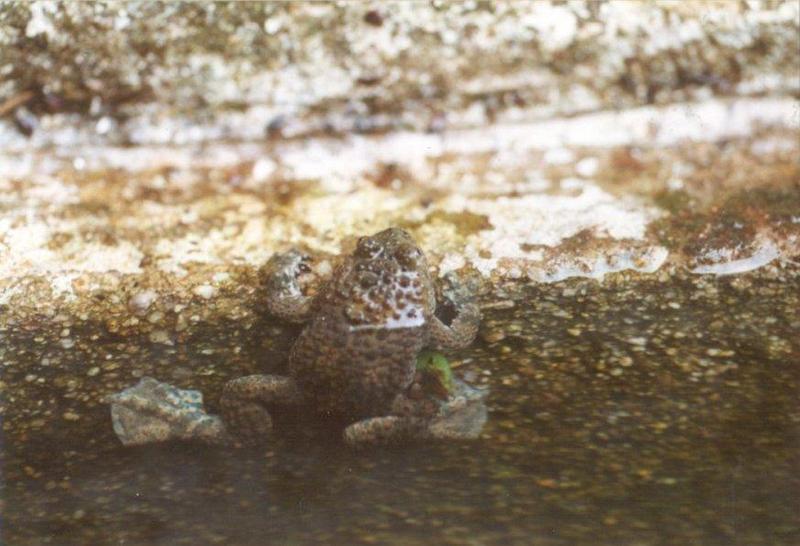 Frogs and Lizards from Greece - Yellow-bellied Toad1.jpg; DISPLAY FULL IMAGE.