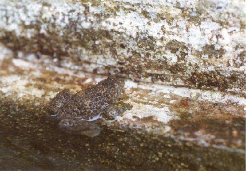 Frogs and Lizards from Greece - Yellow-bellied Toad2.jpg; DISPLAY FULL IMAGE.