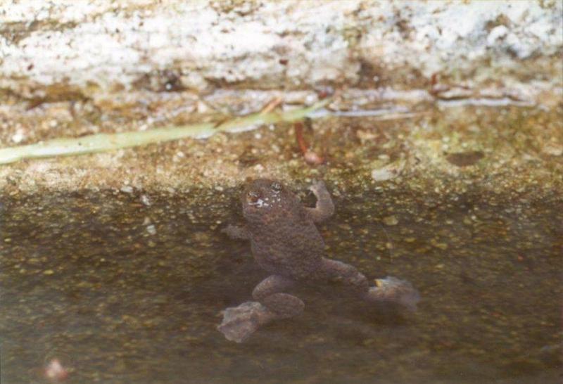 Frogs and Lizards from Greece - Yellow-bellied Toad3.jpg; DISPLAY FULL IMAGE.