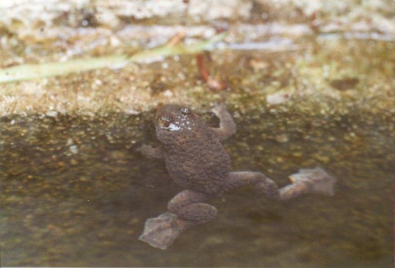 Frogs and Lizards from Greece - Yellow-bellied Toad4.jpg; DISPLAY FULL IMAGE.
