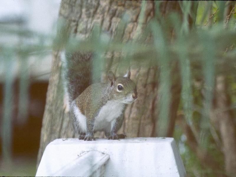 Squirrels and more squirrels - Squirrel_10.jpg (0/1); DISPLAY FULL IMAGE.