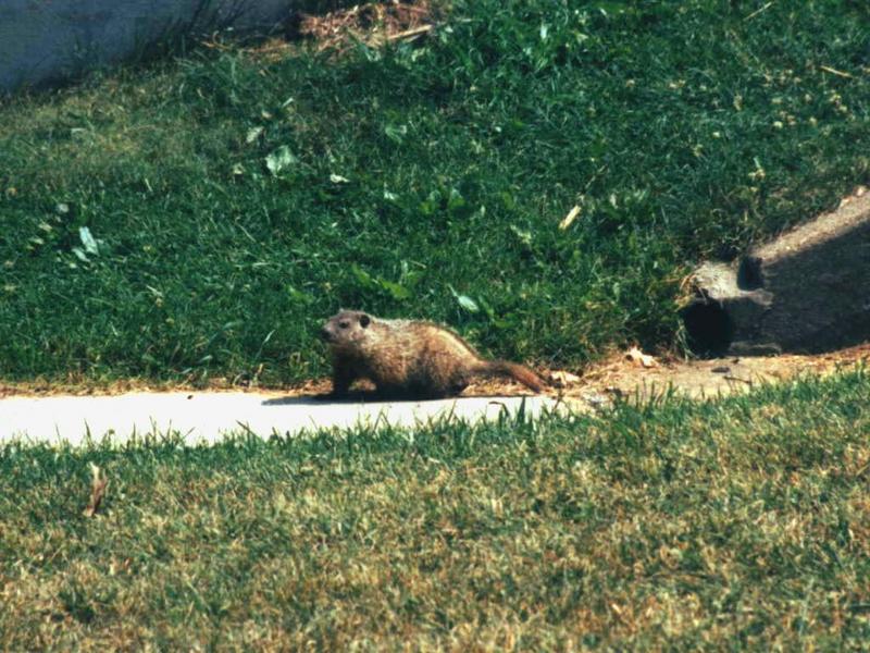 Young Ground Hog; DISPLAY FULL IMAGE.