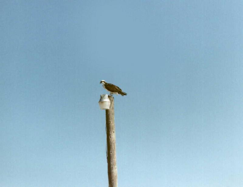 Hawk 1 of 2; DISPLAY FULL IMAGE.