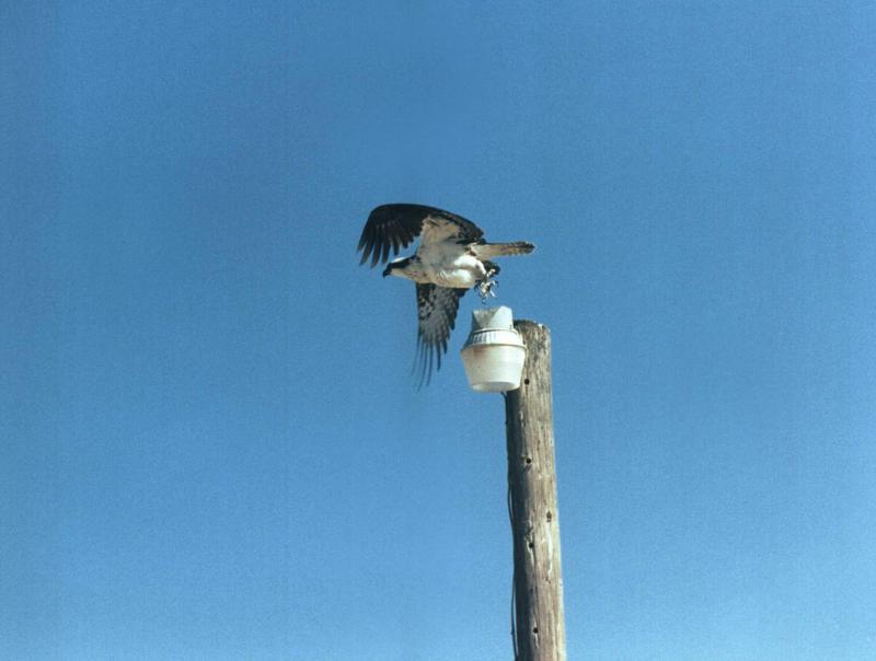 Hawk 2 of 2; DISPLAY FULL IMAGE.