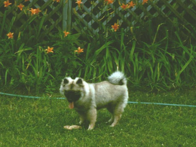 Keeshound 1 of 2; DISPLAY FULL IMAGE.