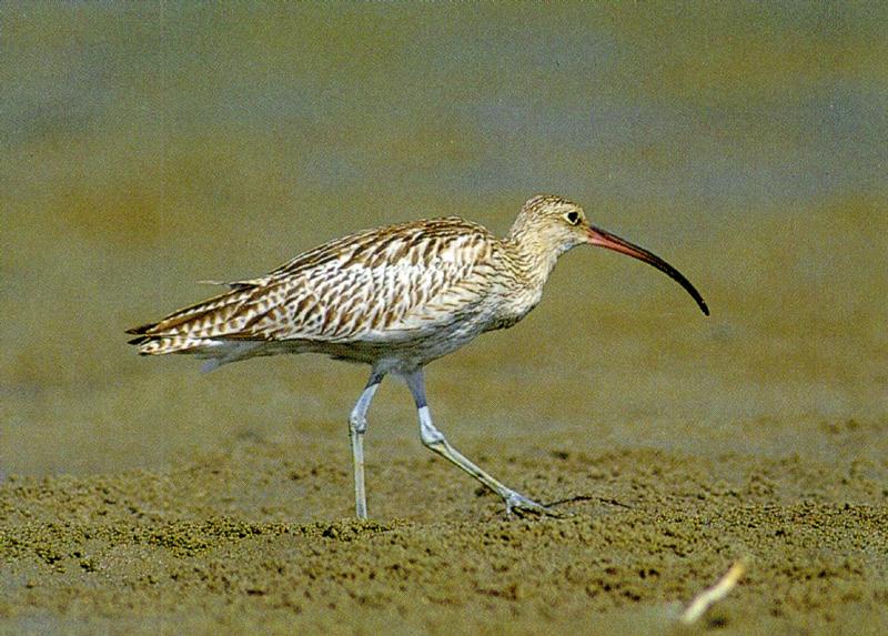 Korean Bird - Eurasian Curlew J01, walking on shore {!--마도요-->; DISPLAY FULL IMAGE.