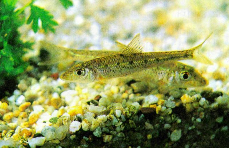 Korean Long-nosed Barbel (참마자); DISPLAY FULL IMAGE.