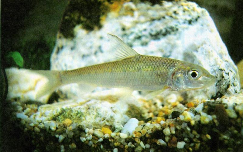 Korean Steel Barbel (누치); DISPLAY FULL IMAGE.