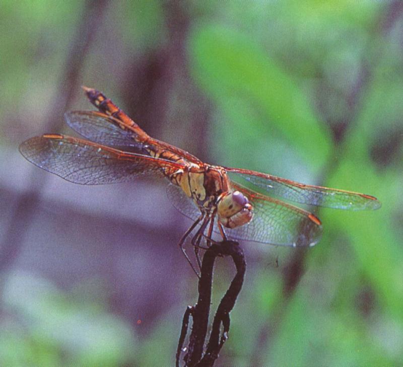 Common Darter (Sympetrum striolatum) {!--대륙좀잠자리-->; DISPLAY FULL IMAGE.