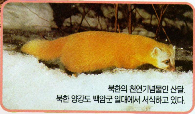 Endangered Korean Animal - Japanese Marten (Martes melampus coreensis) - 산달; DISPLAY FULL IMAGE.
