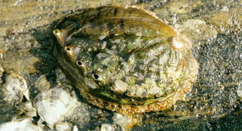 Giant Abalone (Shell) - Korean_Shell-Giant_Abalone_J01-closeup.jpg (말전복); DISPLAY FULL IMAGE.