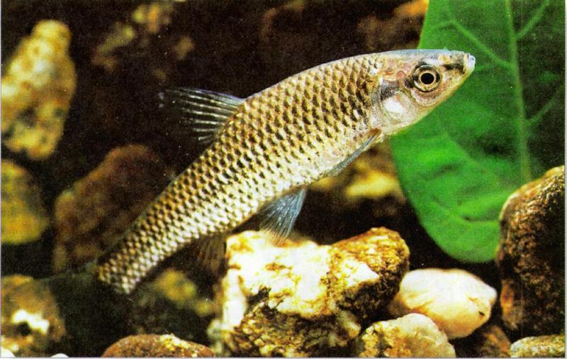 Korean Topmouth Gudgeon J01-freshwater fish - Pseudorasbora parva (참붕어); DISPLAY FULL IMAGE.