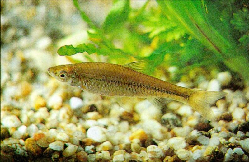 Korean Topmouth Gudgeon J02-freshwater fish {!--참붕어-->; DISPLAY FULL IMAGE.