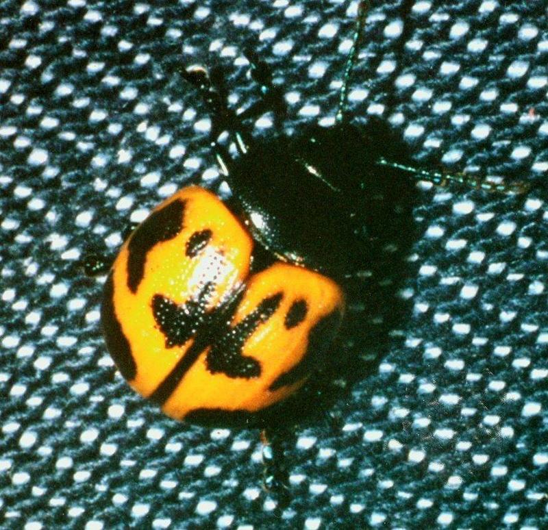 Chrysomelid 1 - ktatlow@xta.com.jpg; DISPLAY FULL IMAGE.