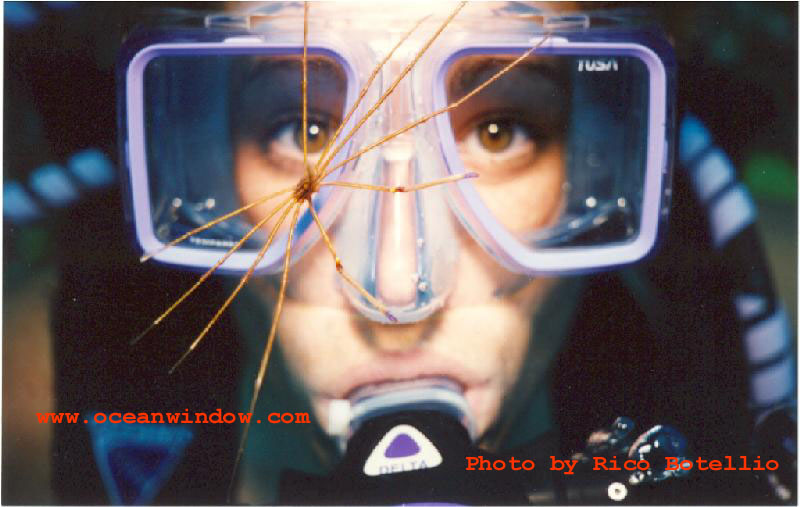 More from the Ricoman.  A great shot of an Arrow Crab taken in Little Cayman; DISPLAY FULL IMAGE.