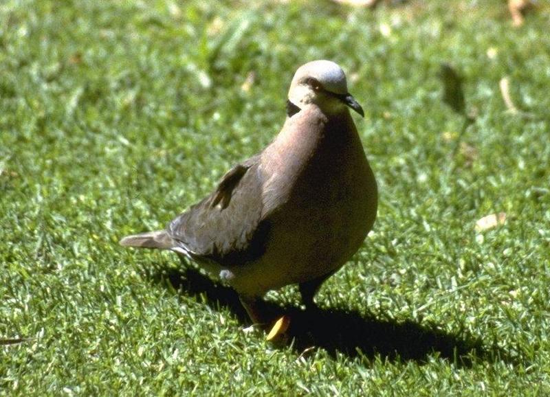 Re: Doves - Cape Turtle Dove; DISPLAY FULL IMAGE.